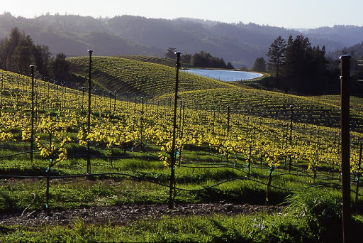 Winery «Fort Ross Vineyard Tasting Room», reviews and photos, 15725 Meyers Grade Rd, Jenner, CA 95450, USA