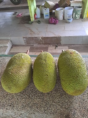 Sabah Kiulu Lee Durian Farm