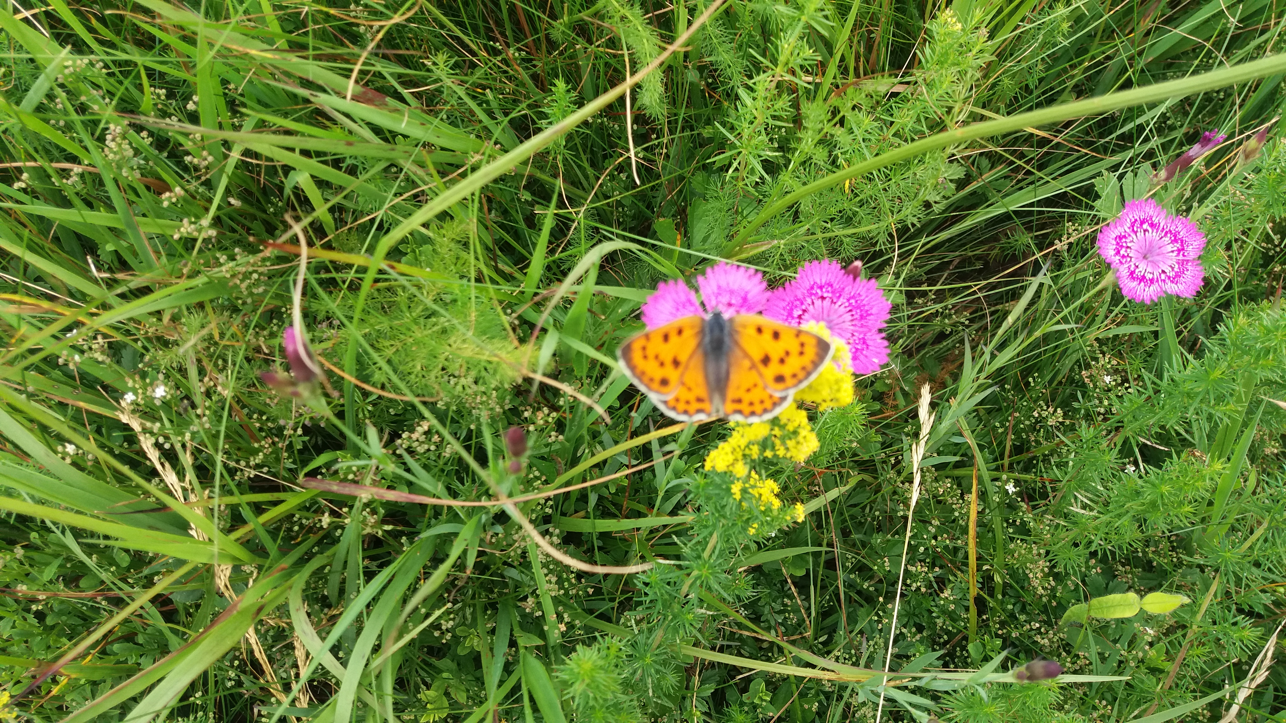 Photo n° 2 de l'avis de denis.a fait le 13/08/2016 à 13:43