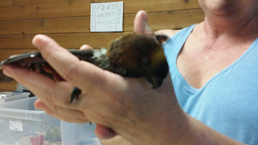 Bird Shop «BirdFarm Superstore», reviews and photos, 6360 Suncoast Parkway, Homosassa, FL 34446, USA