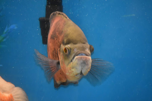 Pet Supply Store «Mini Pet Mart», reviews and photos, 815 S Broadway, Coos Bay, OR 97420, USA