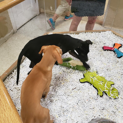 Pet Store «Wilmette Pet Center LLC», reviews and photos, 625 Green Bay Rd, Wilmette, IL 60091, USA