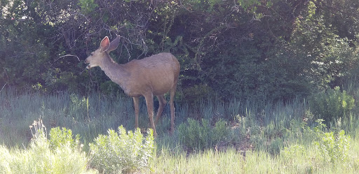 Campground «Morefield Campground», reviews and photos