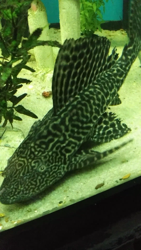 Pet Store «Pet Advantage», reviews and photos, 350 Dorset St # 1, South Burlington, VT 05403, USA