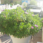 Photo n°7 de l'avis de Lidia.t fait le 17/09/2021 à 08:42 sur le  Hotel Raffaello à Cesenatico