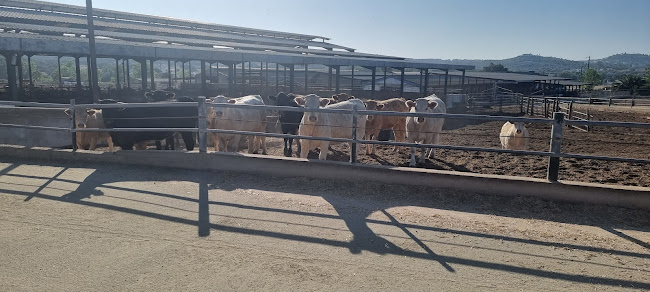 Infanta-Sociedade De Agricultura De Grupo, Lda. - Vendas Novas