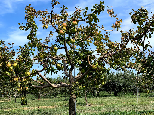 Farm «Lewin Farms», reviews and photos, 812 Sound Ave, Calverton, NY 11933, USA