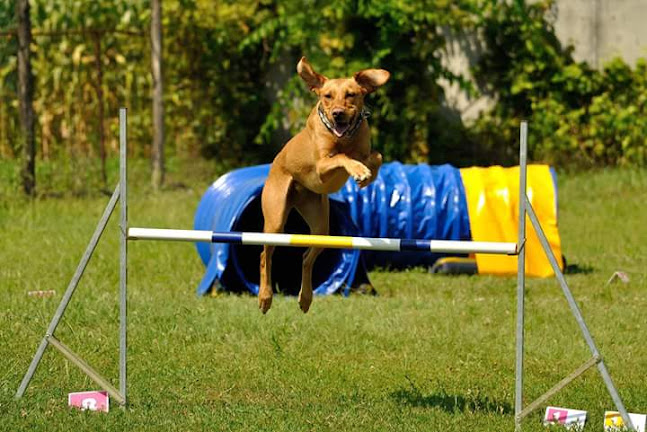 Debreceni Agility Szabadidősport Egyesület