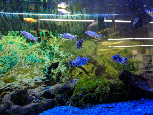 Tropical Fish Store «Something Fishy», reviews and photos, 954 S Wayne Rd, Westland, MI 48186, USA