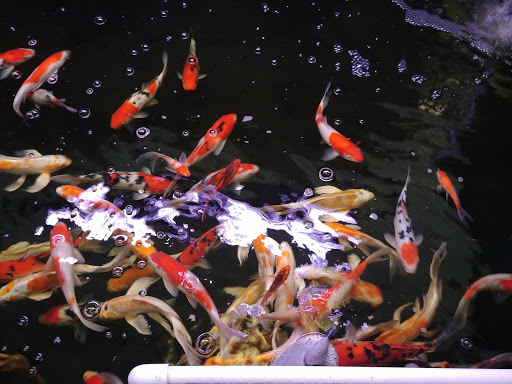 Aquarium Shop «Total Fish & Pets», reviews and photos, 137 Valley Blvd, Alhambra, CA 91801, USA