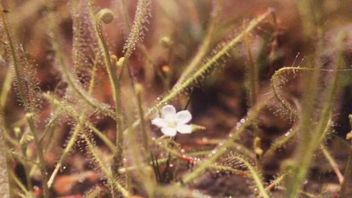壱町田湿地植物群落 愛知県武豊町壱町田 観光名所 グルコミ