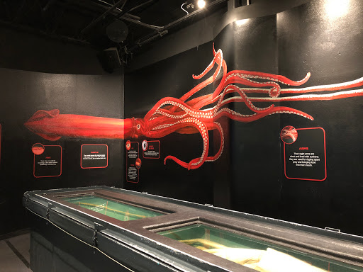 Aquarium «Mote Marine Laboratory & Aquarium», reviews and photos, 1600 Ken Thompson Pkwy, Sarasota, FL 34236, USA