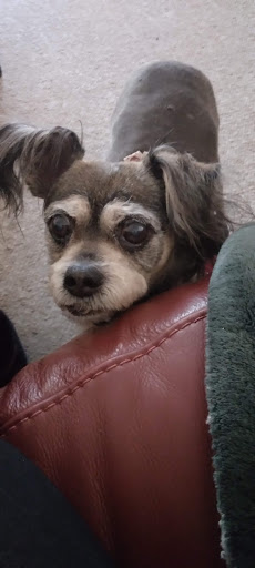 Pet Supply Store «Pet Club Santa Rosa», reviews and photos, 1935 Santa Rosa Ave, Santa Rosa, CA 95407, USA