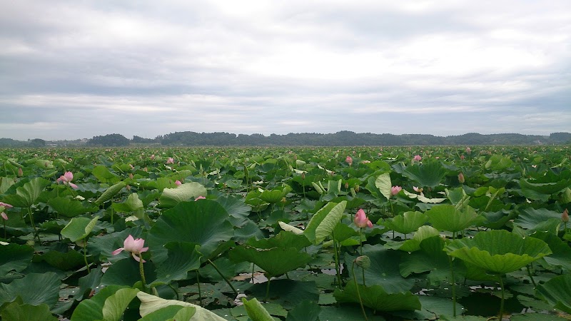 伊豆沼 宮城県登米市迫町新田 自然保護公園 グルコミ