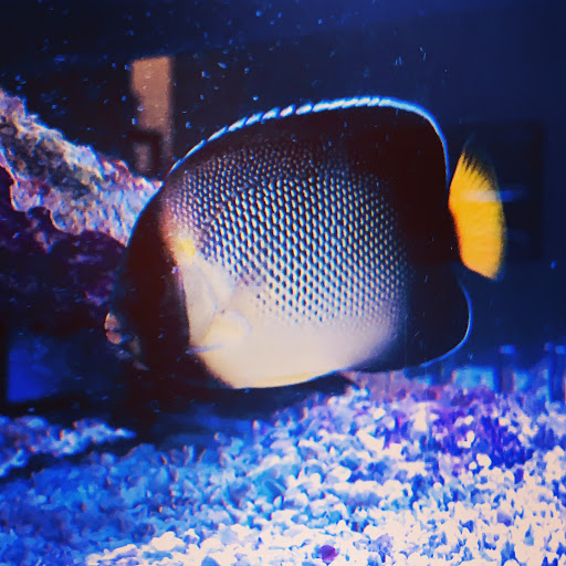 Aquarium «Artistic Aquariums, Inc», reviews and photos, 3400 N Arizona Ave #111, Chandler, AZ 85225, USA