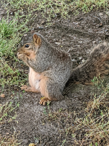 Public Golf Course «Green Oaks Golf Course», reviews and photos, 1775 E Clark Rd, Ypsilanti, MI 48198, USA