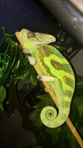 Tropical Fish Store «Harris In Wonderland», reviews and photos, 12 W Main St, Avon, CT 06001, USA