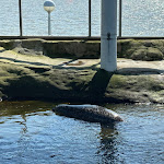 Photo n°9 de l'avis de —-—. fait le 06/04/2023 à 11:22 sur le  Aquarium Wilhelmshaven incl. Prehistoric Sea Museum à Wilhelmshaven