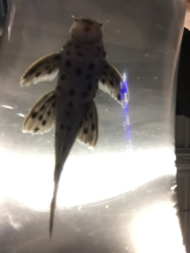 Pet Store «Critter Hut Aquarium & Pets», reviews and photos, 6637 Post Rd, North Kingstown, RI 02852, USA