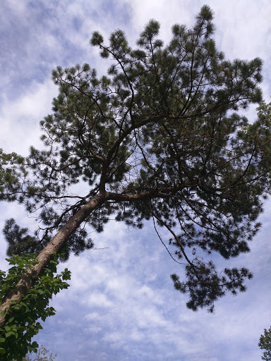 Park «Burnet Woods», reviews and photos, 3251 Brookline Ave, Cincinnati, OH 45220, USA