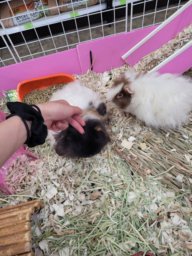 Pet Supply Store «Paw Shoppe Pet Center», reviews and photos, 6416 E Spring St, Long Beach, CA 90815, USA