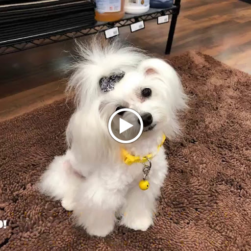 Pet Supply Store «Dog Style Canine Supply Company», reviews and photos, 2002 Judson Rd Suite 102, Longview, TX 75605, USA