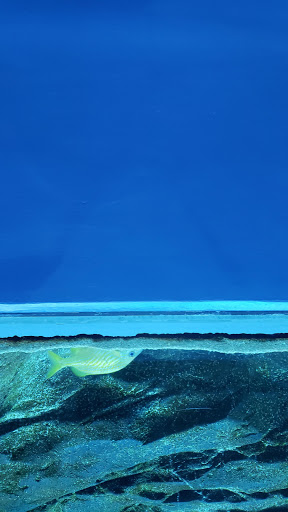 Tourist Attraction «Pemberton Place», reviews and photos, 126 Ivan Allen Jr Blvd NW, Atlanta, GA 30308, USA