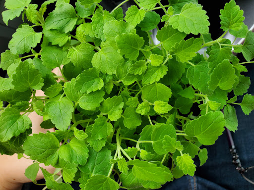 Pet Supply Store «Mud Bay», reviews and photos, 8867 161st Avenue Northeast, Redmond, WA 98052, USA