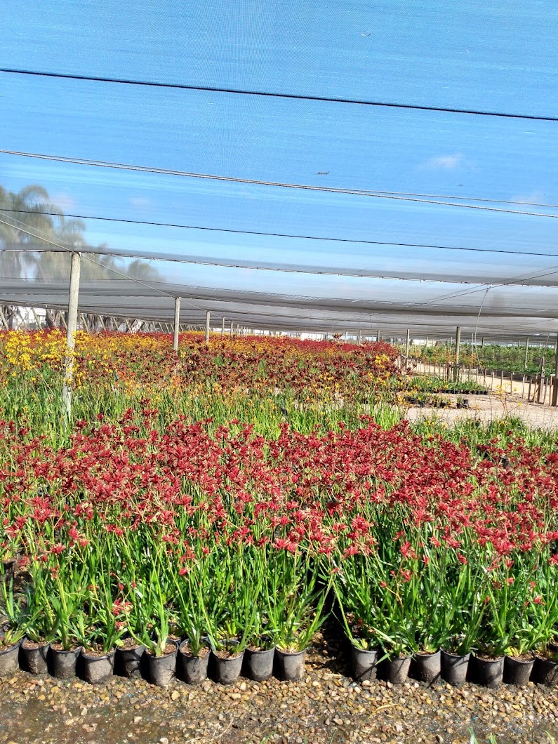 Everde Growers - Miramar Farm and Landscape Center