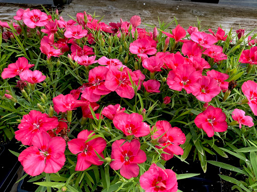 Market «Bedford Farmers Market», reviews and photos, 2824 Brown Trail, Bedford, TX 76021, USA