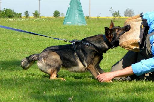 Sava K9 Academy