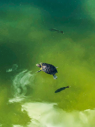 Park «Lake Lily Park», reviews and photos, 900 S Orlando Ave, Maitland, FL 32751, USA