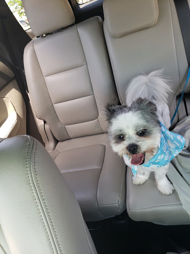 Pet Supply Store «PetSmart», reviews and photos, 555 S Cotton Ln, Goodyear, AZ 85338, USA