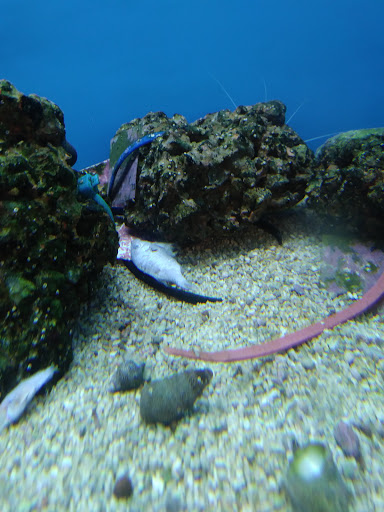 Pet Supply Store «Petco Animal Supplies», reviews and photos, 600 NE Vivion Rd, Kansas City, MO 64118, USA