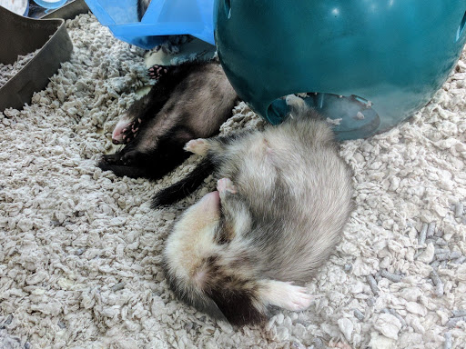 Pet Supply Store «Petco Animal Supplies», reviews and photos, 226 Thornton Drive, Dickson, TN 37055, USA