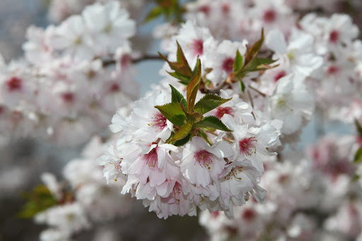 Golf Course «Fairway Hills Golf Course», reviews and photos, 5100 Columbia Rd, Columbia, MD 21044, USA