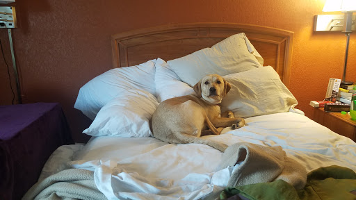 Pet Supply Store «PetSmart», reviews and photos, 476 Corwin Nixon Blvd, South Lebanon, OH 45065, USA