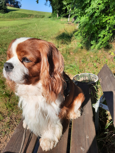 Dr.med.vet. Sabine Sinowatz Tierärztin unter Miltach, 