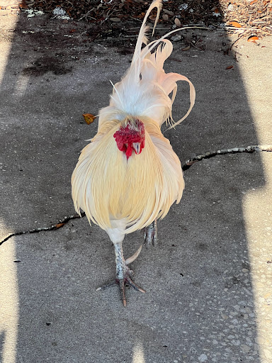 Museum «Ybor City State Museum», reviews and photos, 1818 E 9th Ave, Tampa, FL 33605, USA