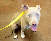 Camp Bow Wow - Photo 8 - Car repair in Fort Worth, TX, Fort Worth