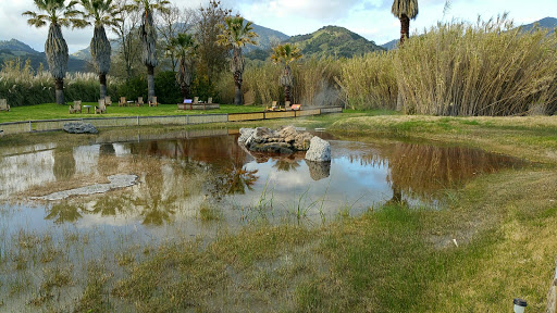 National Forest «Petrified Forest», reviews and photos