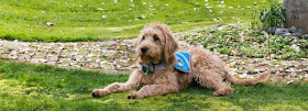 Therapy Dogs New Zealand