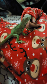 Petco - Photo 4 - Car repair in Bell Gardens, CA, Pasadena