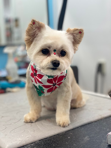 Pet Store «Canine Carousel», reviews and photos, 43135 Broadlands Center Plaza #129, Ashburn, VA 20148, USA