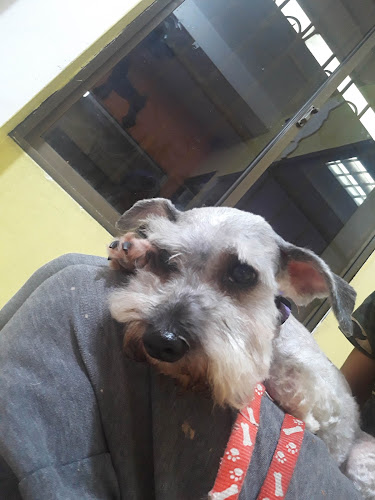 Perros Más Felices - Guayaquil