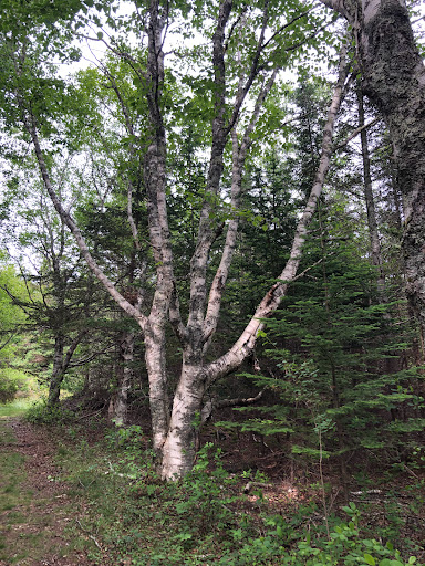 Pulpit Rock Point Hiking Trail