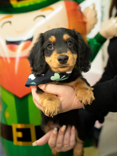 Pet Store «Petland Pembroke Pines», reviews and photos, 356 N University Dr, Pembroke Pines, FL 33024, USA