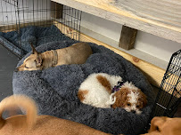 Noe Valley Dog Daycare - Photo 8 - Car repair in San Francisco, CA, San Francisco