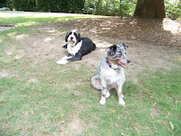 Distinctive Petsitting - Photo 4 - Car repair in , Atlanta