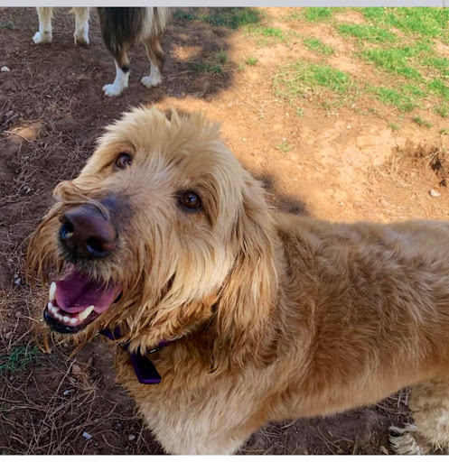 Arizona Canine Center